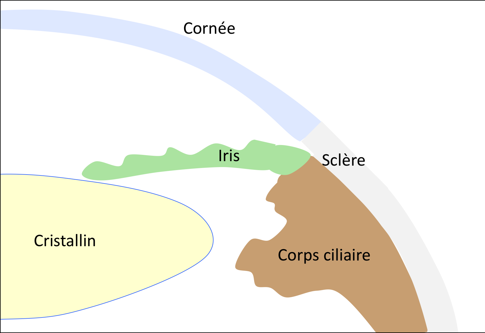 Schéma d'une opération du glaucome : étape 1